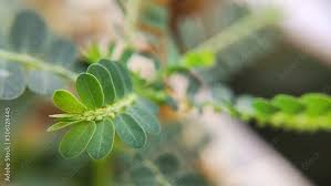 Image result for Phyllanthus fraternus