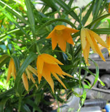 Image result for Littonia modesta