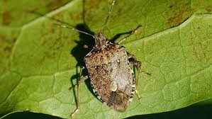 This is the stink bug season! Stink Bug Season Begins Here S How To Get Rid Of Them Wkrc
