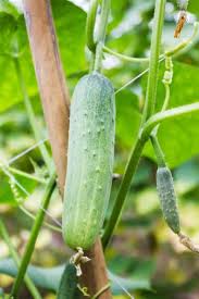 Use a rain gauge from your garden store to determine how much supplemental water to give them. How To Plant Grow Cucumbers Brown Thumb Mama