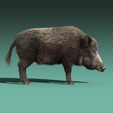 3d Model Wild Boar Fur Rigged Wild Boar Animals Wild Animals