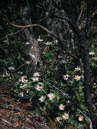 Image result for Hibiscus tridactylites