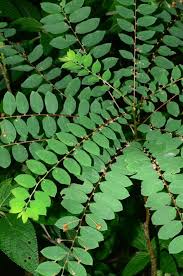 Image result for Phyllanthus mendesii