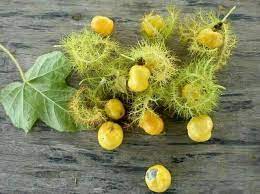 Di korea selatan, buah ini mendapat permintaan tinggi dan mahal harganya. Buah Letup Kelambu Boh Rambot Bu Steemit