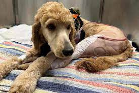 Dog Rescued from Porch Back Legs | TikTok