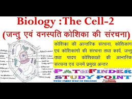 Check spelling or type a new query. Biology The Cell 2 Difference Between Plant Animal Cell With Structure In Hindi Youtube