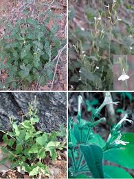 Image result for Rhinacanthus submontanus