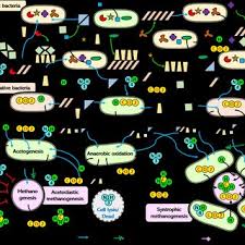 Biogas produced by intrans (in liters)