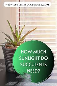 How many types of cacti are there? How Much Sunlight Do Succulents Need Succulents Flowering Succulents Unique Plants
