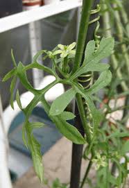 Image result for Kedrostis crassirostrata