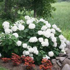 Check spelling or type a new query. Incrediball Hydrangea Spring Meadow Wholesale Liners Spring Meadow Nursery