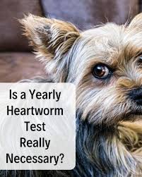Prescription orders require confirmation by your prescribing veterinarian. How To Buy Cheap Heartworm Preventatives Without A Prescription Pethelpful By Fellow Animal Lovers And Experts