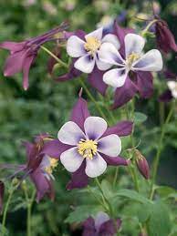Pin On Future Flower Garden