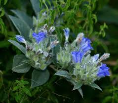 Image result for Bonamia