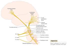 Image result for Visual Fixation