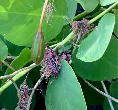 Image result for Capparis fascicularis