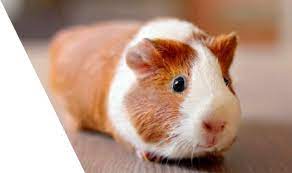 Find guinea pigs right here at pet lovers centre. Female Baby Guinea Pigs For Sale Near Me Online Shopping Mall Find The Best Prices And Places To Buy