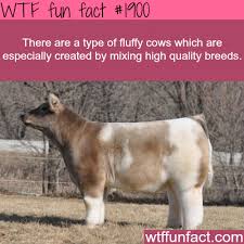 Fluffy Cows High Quality Breeds Fluffy Cows Cute Funny Animals Funny Animal Memes