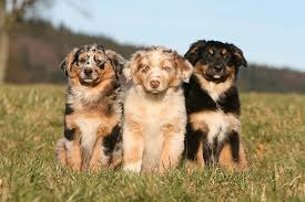 Only guaranteed quality, healthy puppies. What Does Pet Quality Mean Choosing Show Dogs Pet Puppies