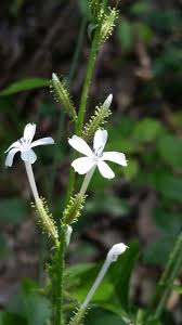 Image result for Plumbago zeylanica