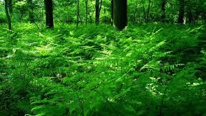 Bracken (Pteridium aquilinum)