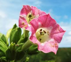 Image result for Nicotiana tabacum