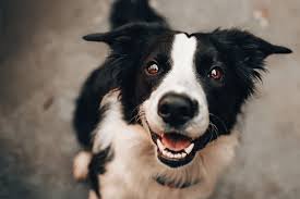 G rowth, m aintenance, a ll life stages, s upplemental or u nspecified. Legume Free Dog Food No Peas No Phytoestrogens Sport Dog Food