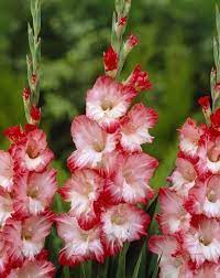 Pin On Flowers Gladiolus