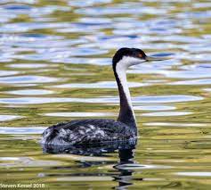 They swim in shallow water with neck under water. Western Grebe Sonoran Images