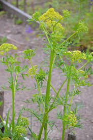 Image result for Polystachya leonardiana