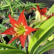 Image result for Hippeastrum puniceum