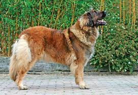They make an excellent guard dog and will always be leonberger dogs can be aggressive to other leonbergers of the same sex. Leonberger Hund Charakter Grosse Pflege Rassebeschreibung