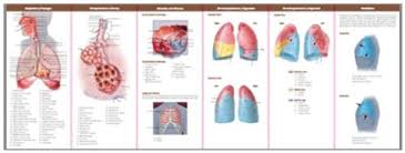 Anatomical Chart Companys Illustrated Pocket Anatomy Anatomy Disorders Of The Respiratory System Study Guide By Prepared For Publication By