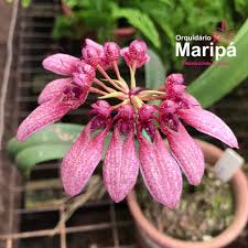 Image result for Bulbophyllum burttii