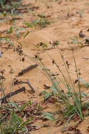 Image result for Fimbristylis madagascariensis