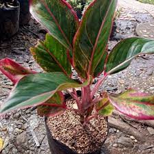 It adds color and texture to any space a very low maintenance plant, the siam aurora is a spectacular specimen with incredible color. Aglaonema Red Siam Plants Lazada Ph