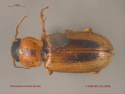 Image result for Equilabium stenosiphon