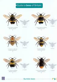 guide to bees of britain