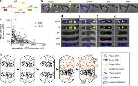 Jun 18, 2021 · countries affected by lambda variant. Emerging Heterogeneous Compartments By Viruses In Single Bacterial Cells Nature Communications