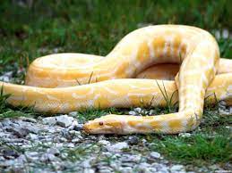 Yellow Snake Burmese Python Snake Wallpaper Snake Photos
