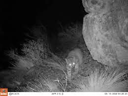 Advancing Conservation With a Single Photo - Wildlife Conservation Network
