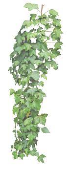 Hanging Ivy Png By Alz Stock And Art On Deviantart Hanging Plants Ivy Plants Plants