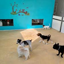 Check spelling or type a new query. Doggy Day Care Marbella Home Facebook