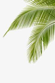 Leaves Clipart Green Png And Vector With Transparent Background For Free Download Coconut Leaves Coconut Tree Drawing Palm Trees Painting