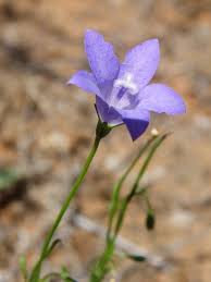 Image result for Wahlenbergia ramosissima