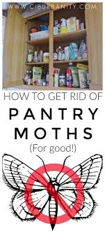 Scatter fresh or dry leaves on your shelves to deter them. Get Rid Of Pantry Moths For Good At Charlotte S House