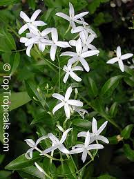 Image result for Jasminum meyeri-johannis