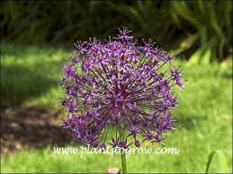 Image result for Alliaceae