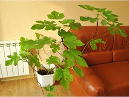 Check spelling or type a new query. Fig Ficus Carica Fig Care Fig Tree Cultivation