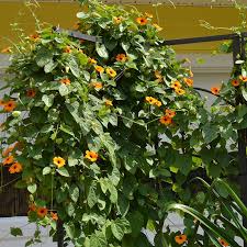 Image result for Thunbergia dregeana